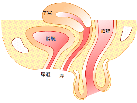 直腸脱の説明2